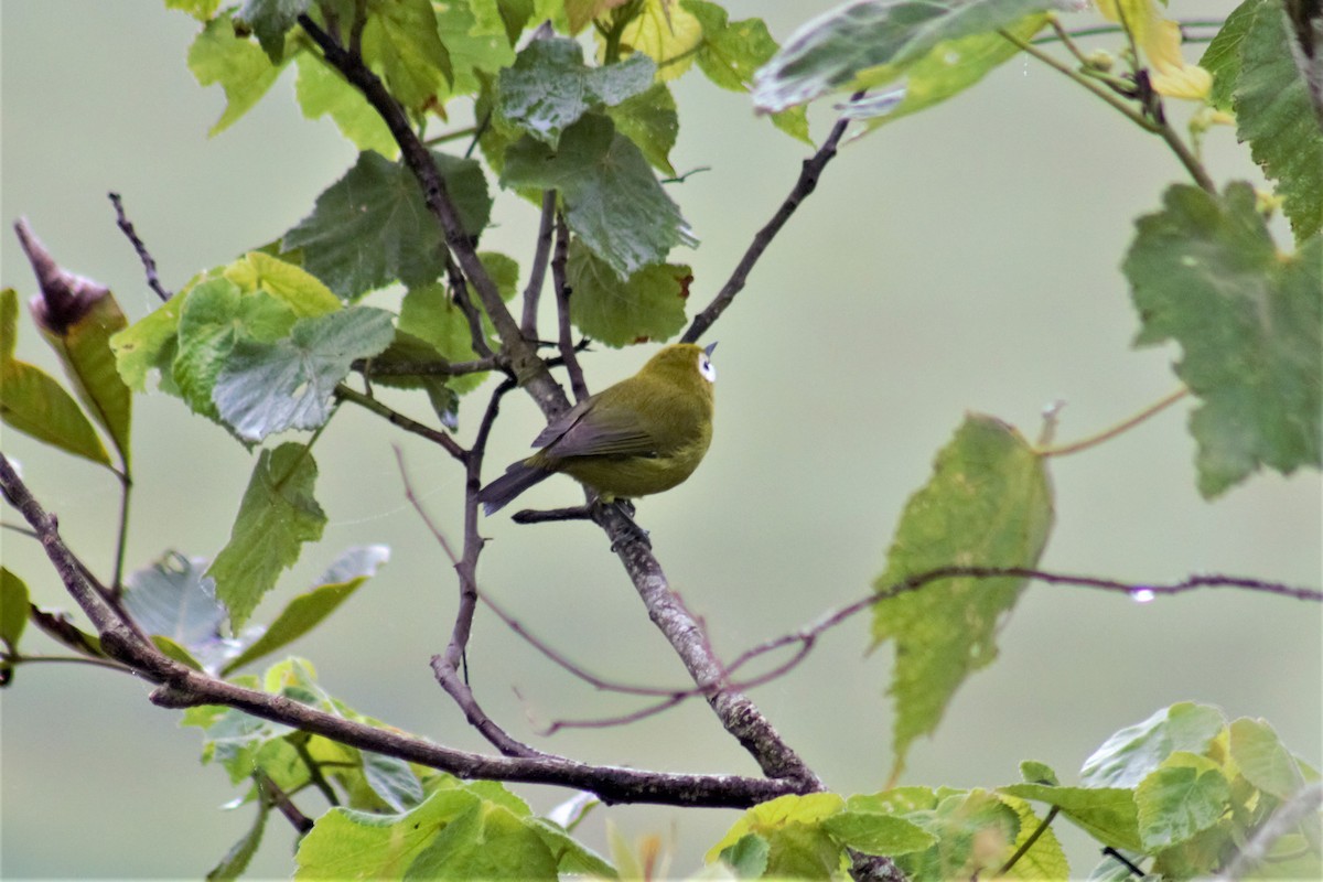 Kilimanjaro White-eye - ML442160401