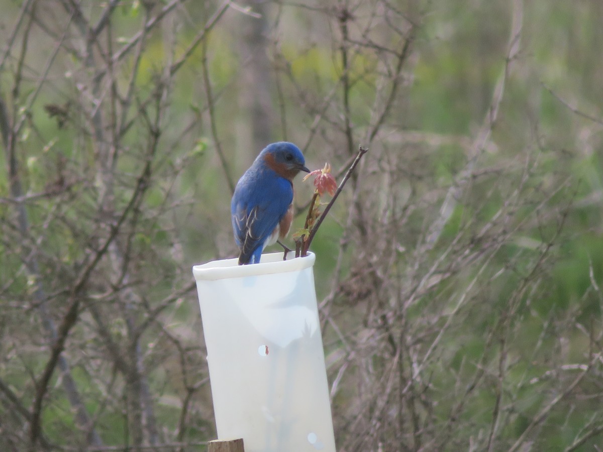 Eastern Bluebird - ML442161371