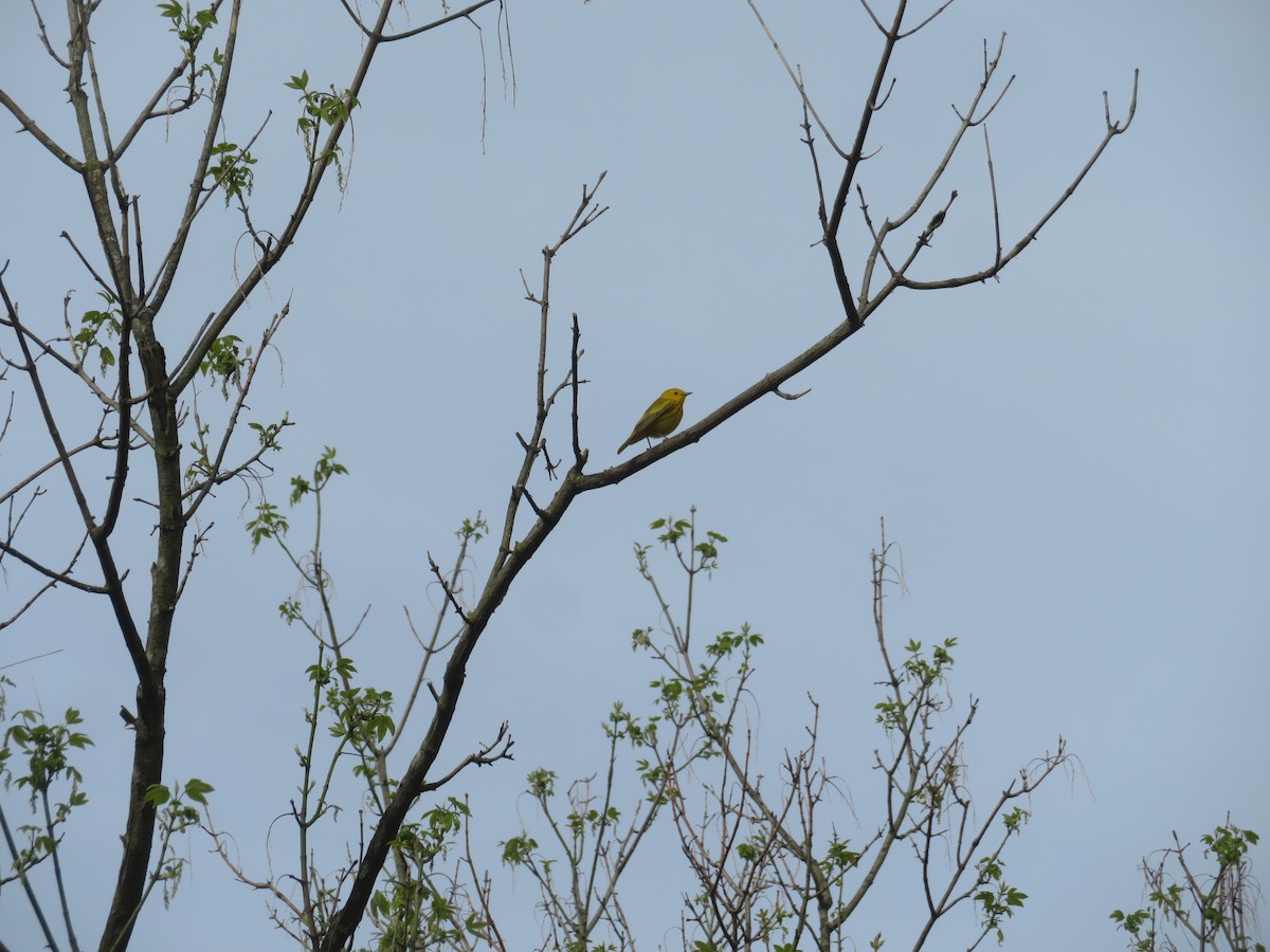 Yellow Warbler - ML442161671