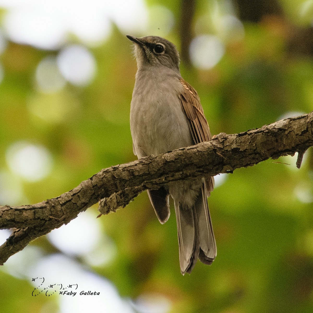 Brown-backed Solitaire - Faby Galleta 🐦🦅