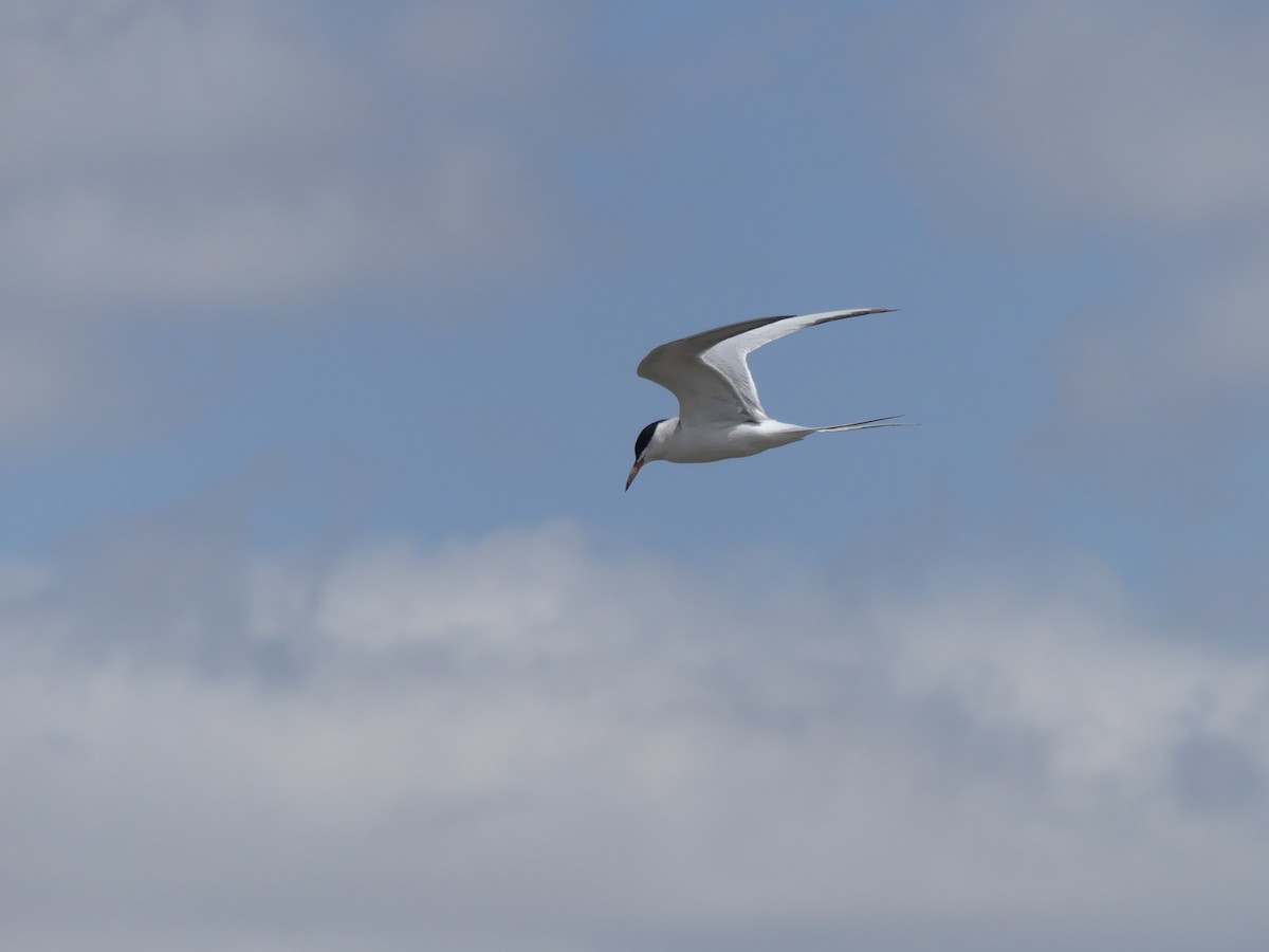 Common Tern - ML442163761