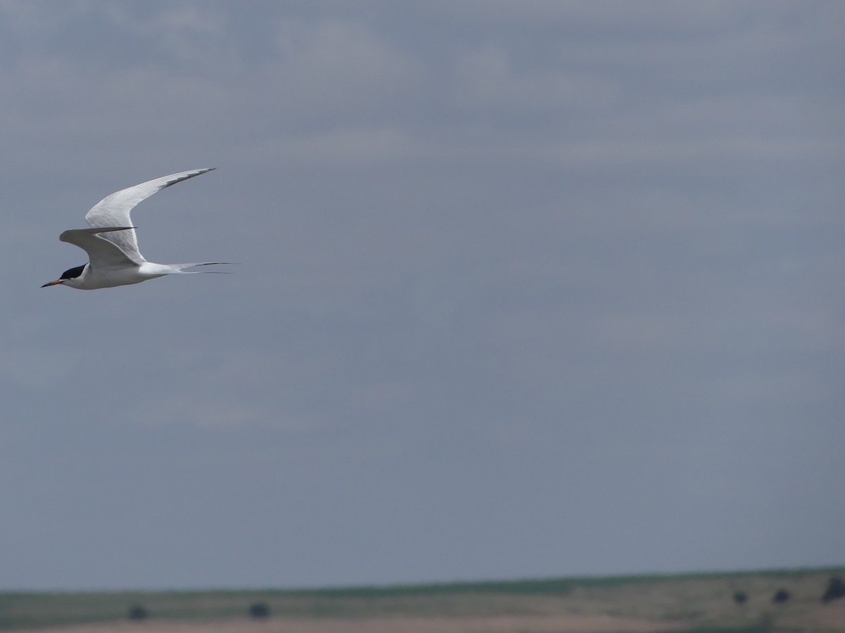 Common Tern - ML442163871