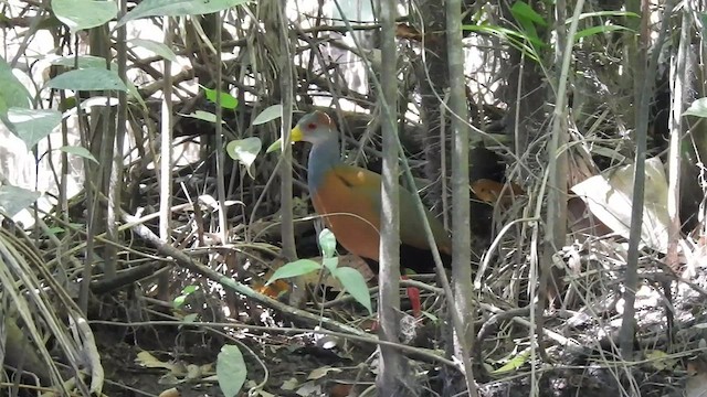 Russet-naped Wood-Rail - ML442166771