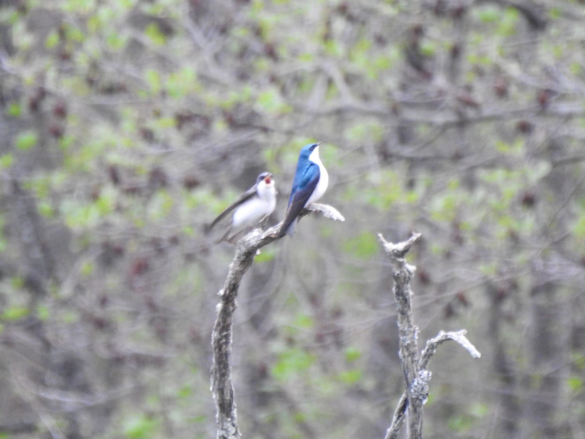 Tree Swallow - ML442167351