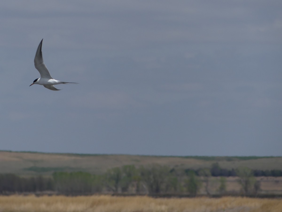 Common Tern - ML442167541