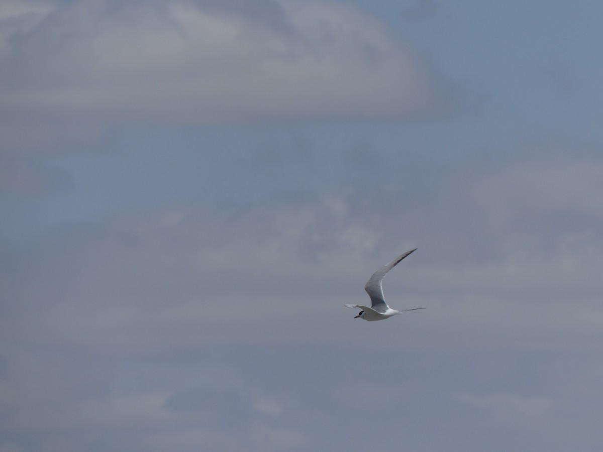 Common Tern - ML442168121