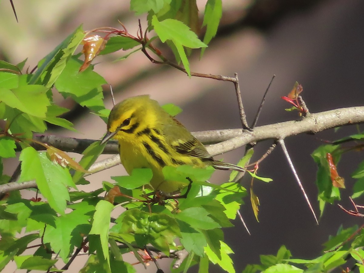 Prairie Warbler - Ursula  Mitra