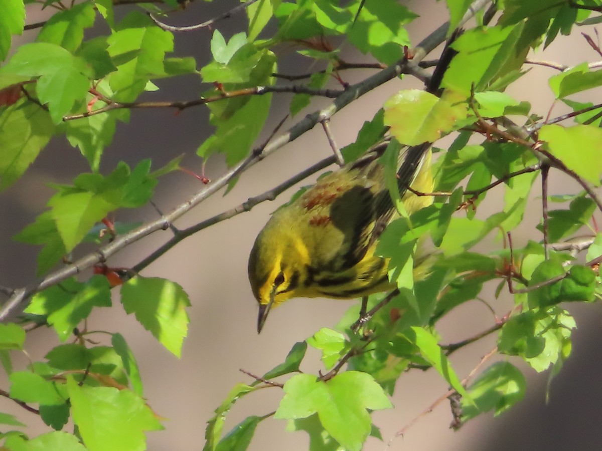 Prairie Warbler - Ursula  Mitra