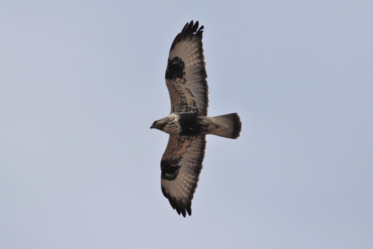 Rough-legged Hawk - Zach Matchinski