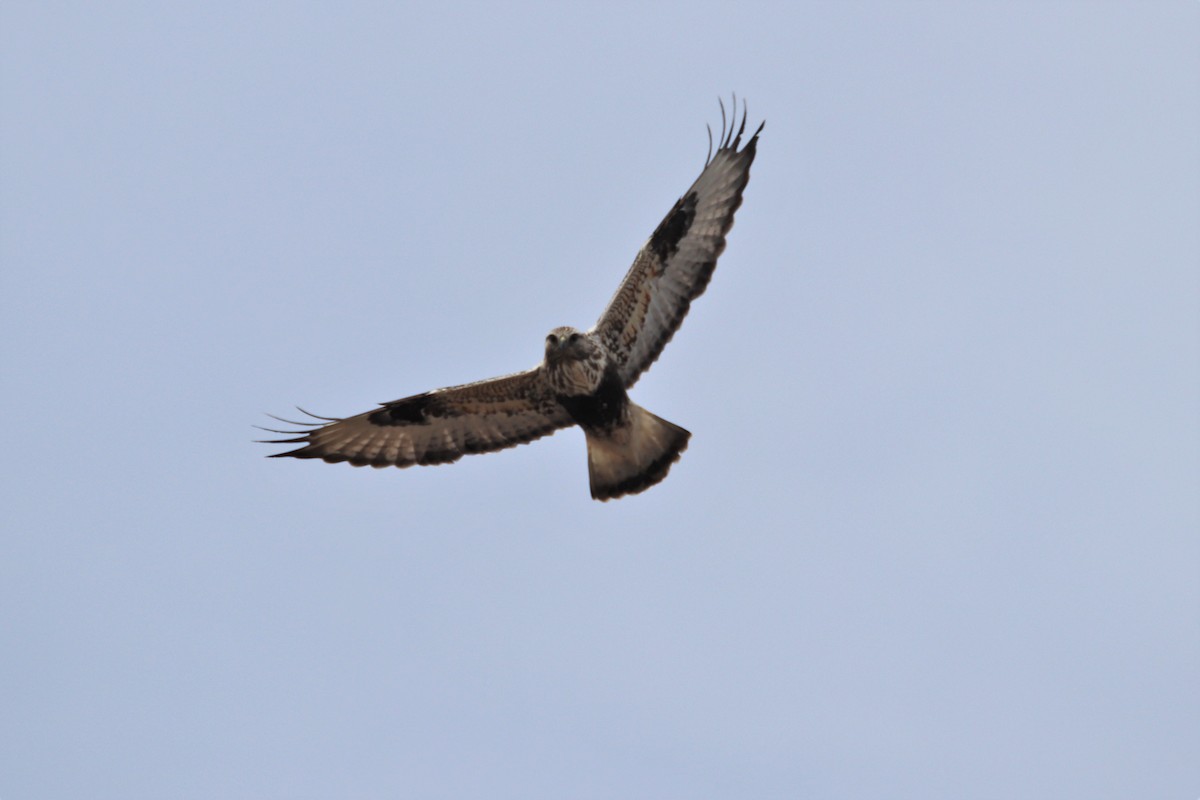 Rough-legged Hawk - Zach Matchinski