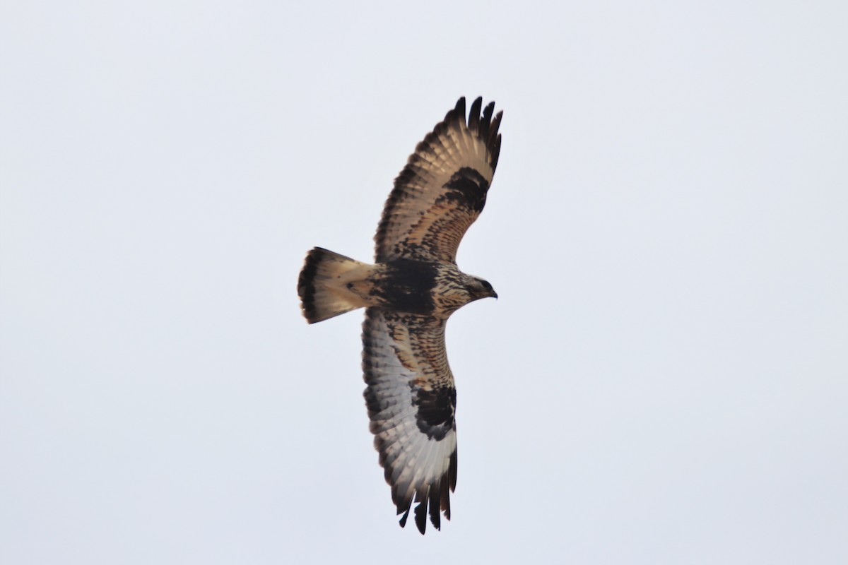 Rough-legged Hawk - Zach Matchinski