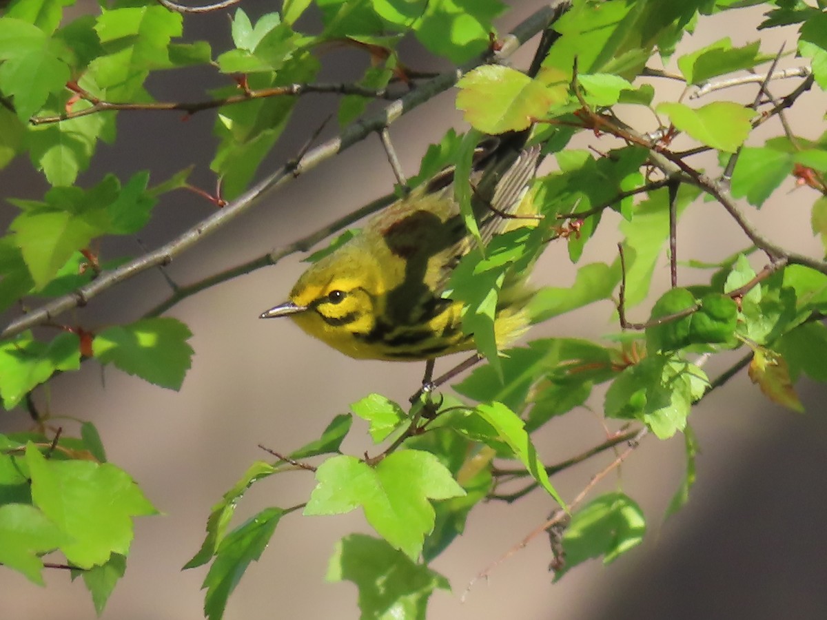 Prairie Warbler - ML442169091