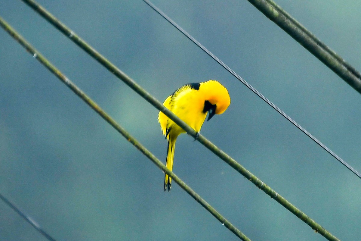 Yellow-tailed Oriole - ML442169251