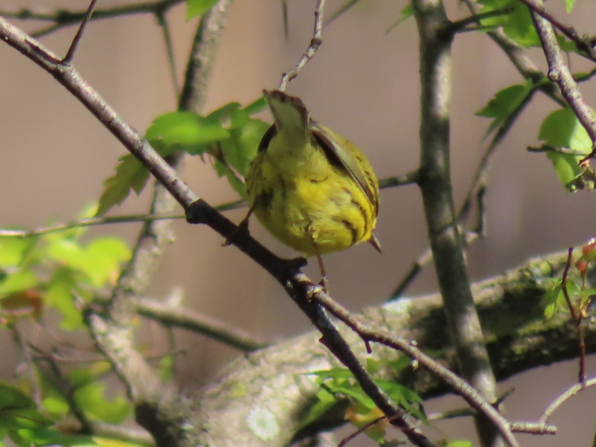 Prairie Warbler - Ursula  Mitra