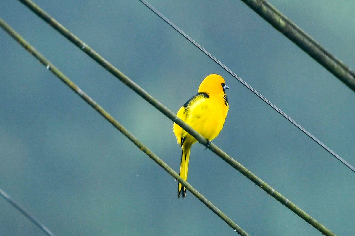 Yellow-tailed Oriole - Alison Bentley