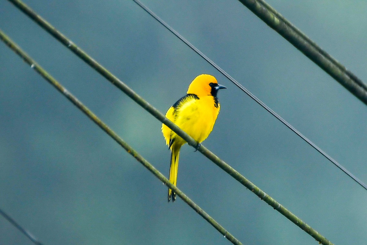 Yellow-tailed Oriole - ML442169441