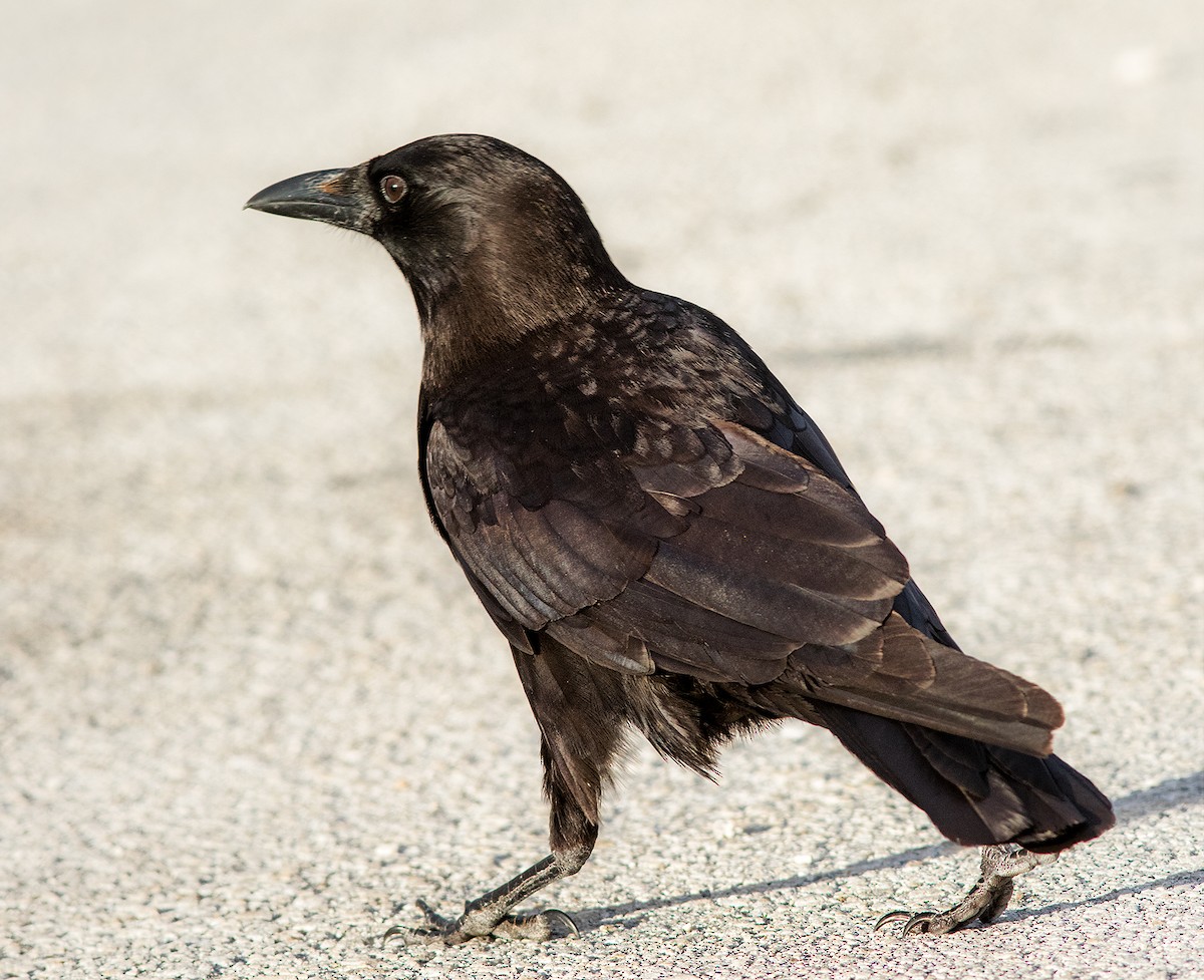 Fish Crow - ML442169631