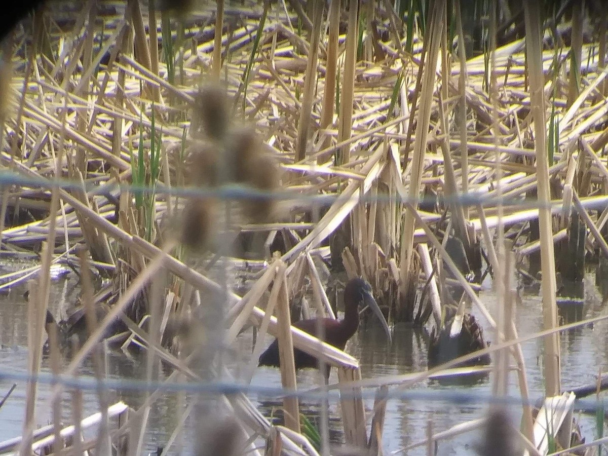 Glossy Ibis - ML442171421