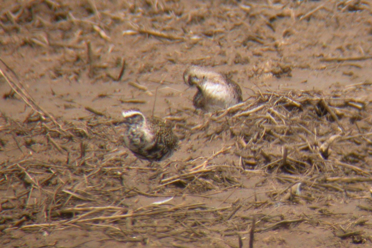 American Golden-Plover - ML44217271