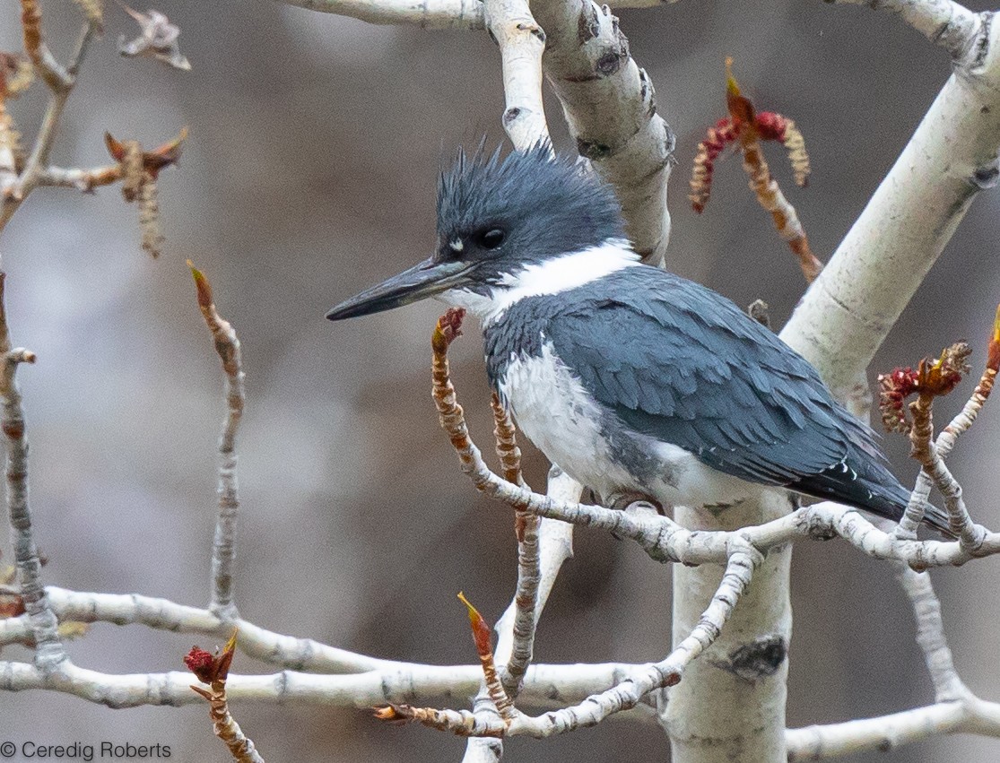 Belted Kingfisher - ML442173421