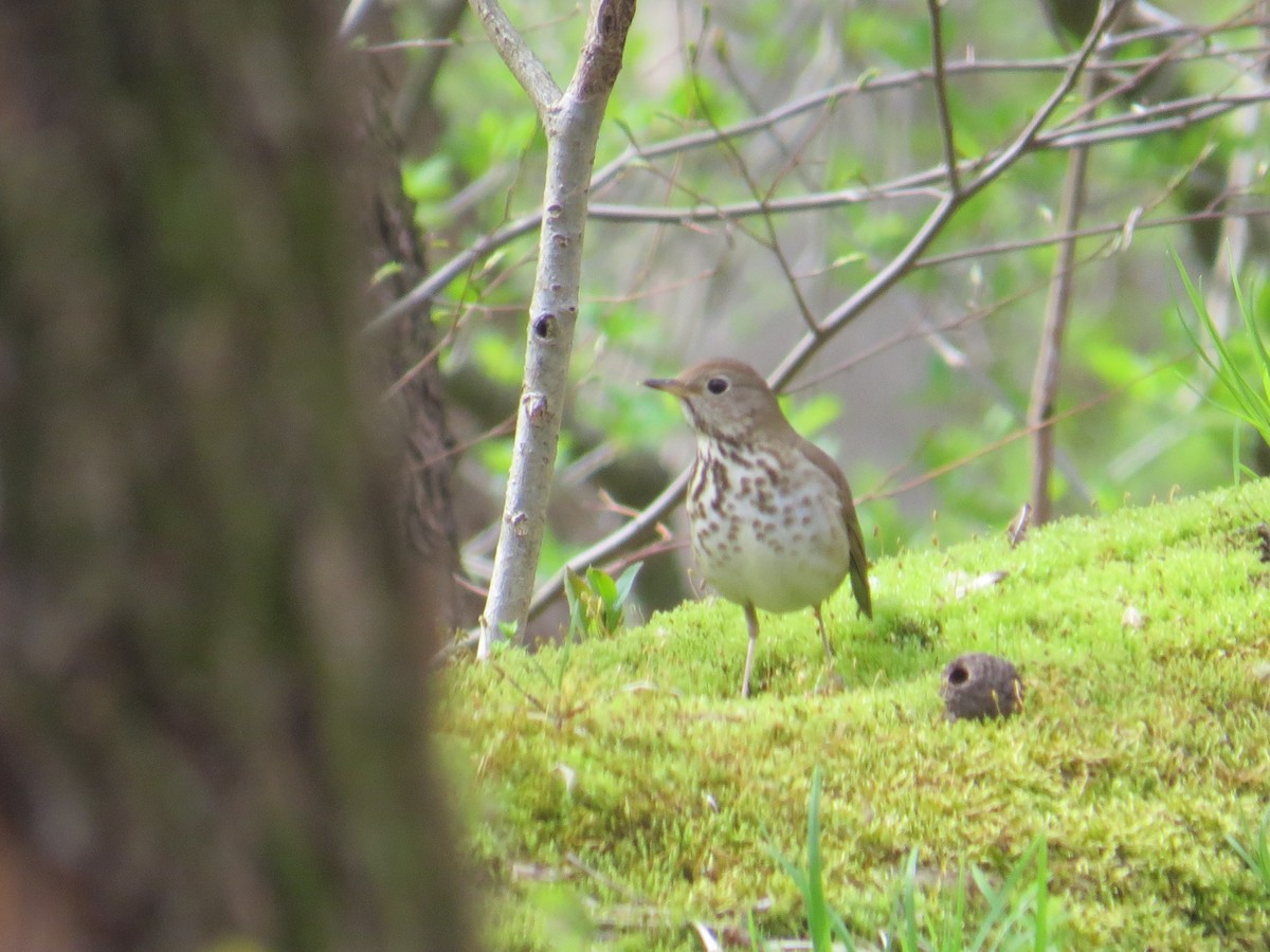 Hermit Thrush - ML442173811