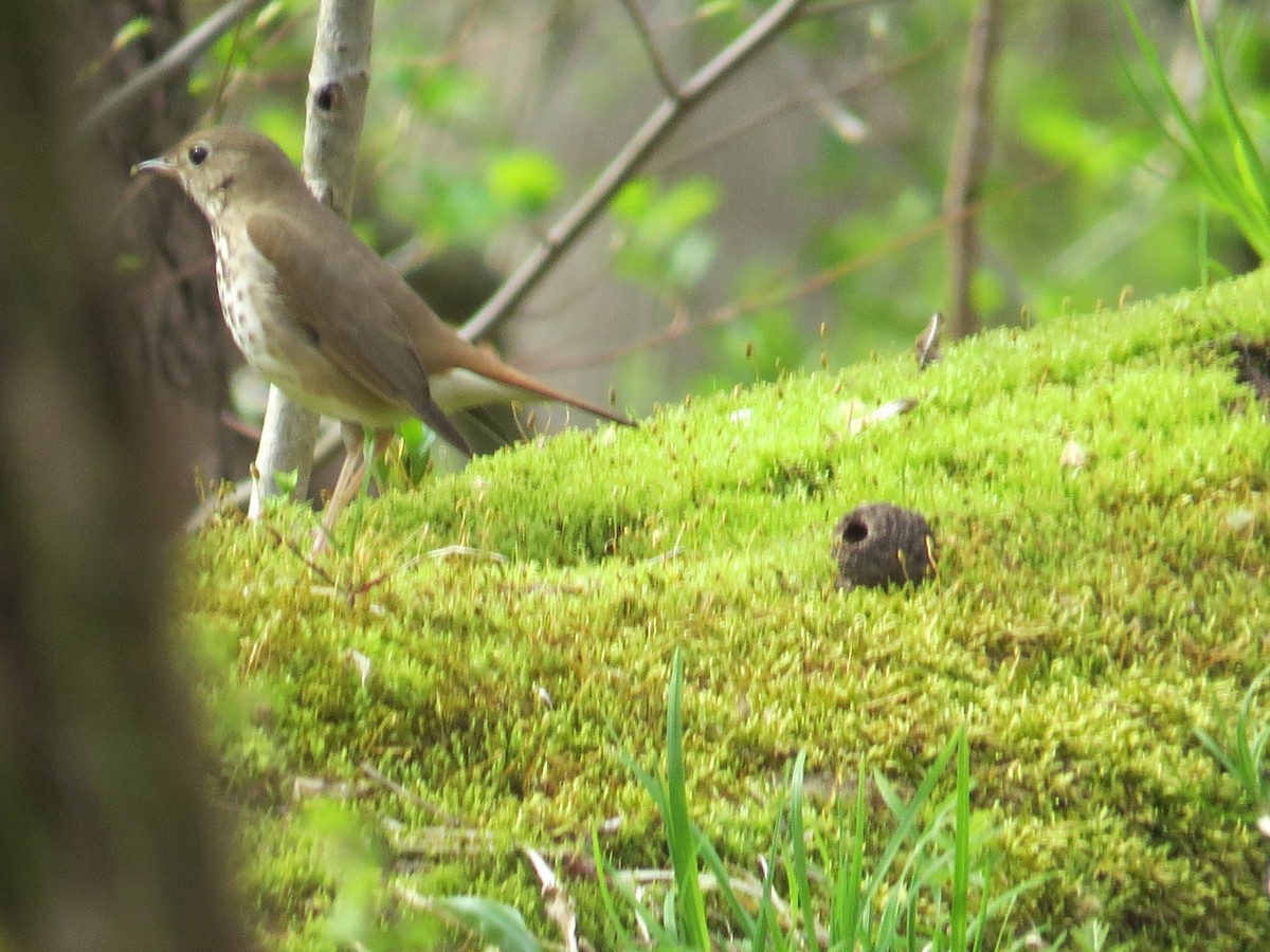 Hermit Thrush - ML442173951