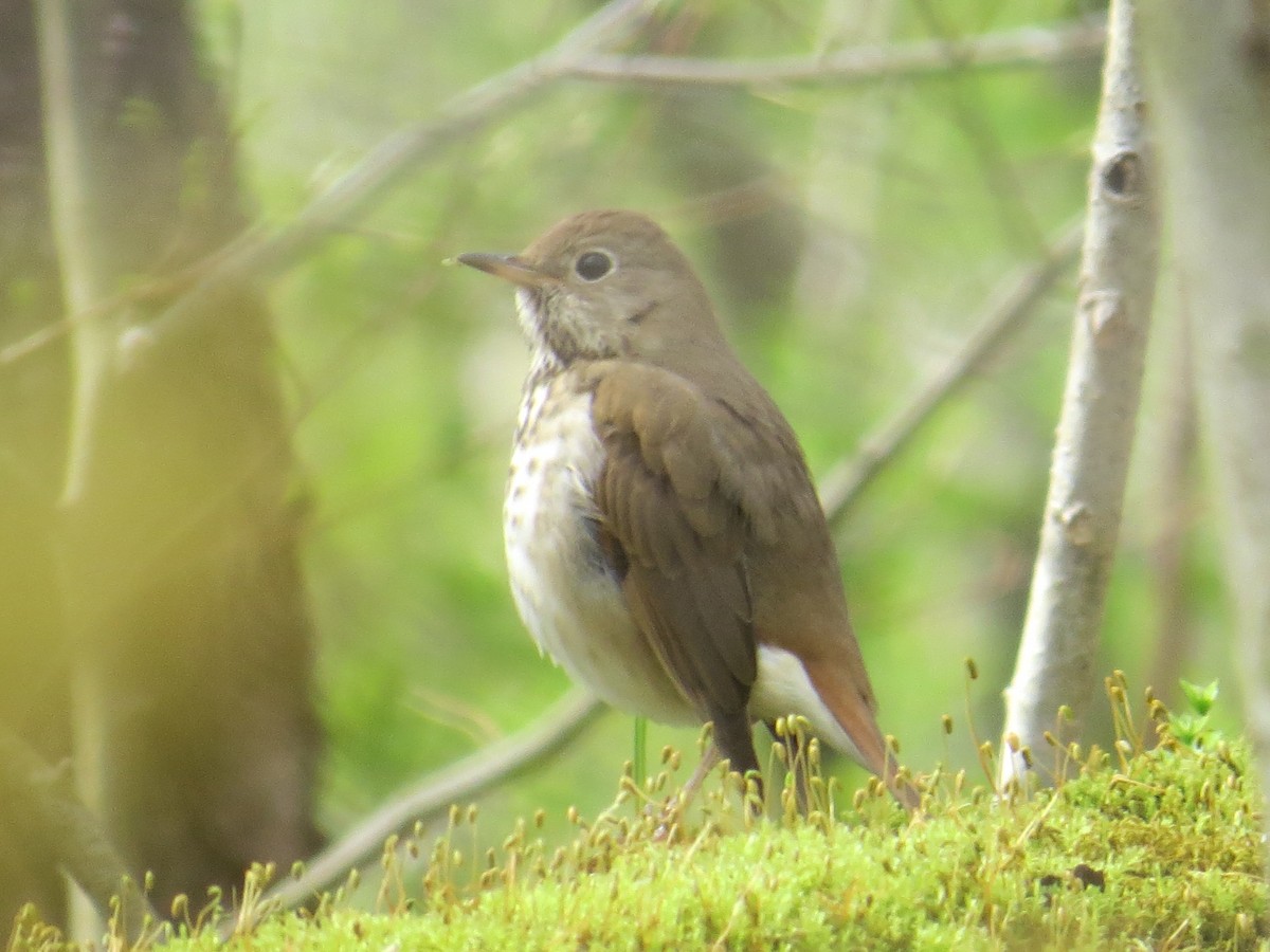 Hermit Thrush - ML442173971