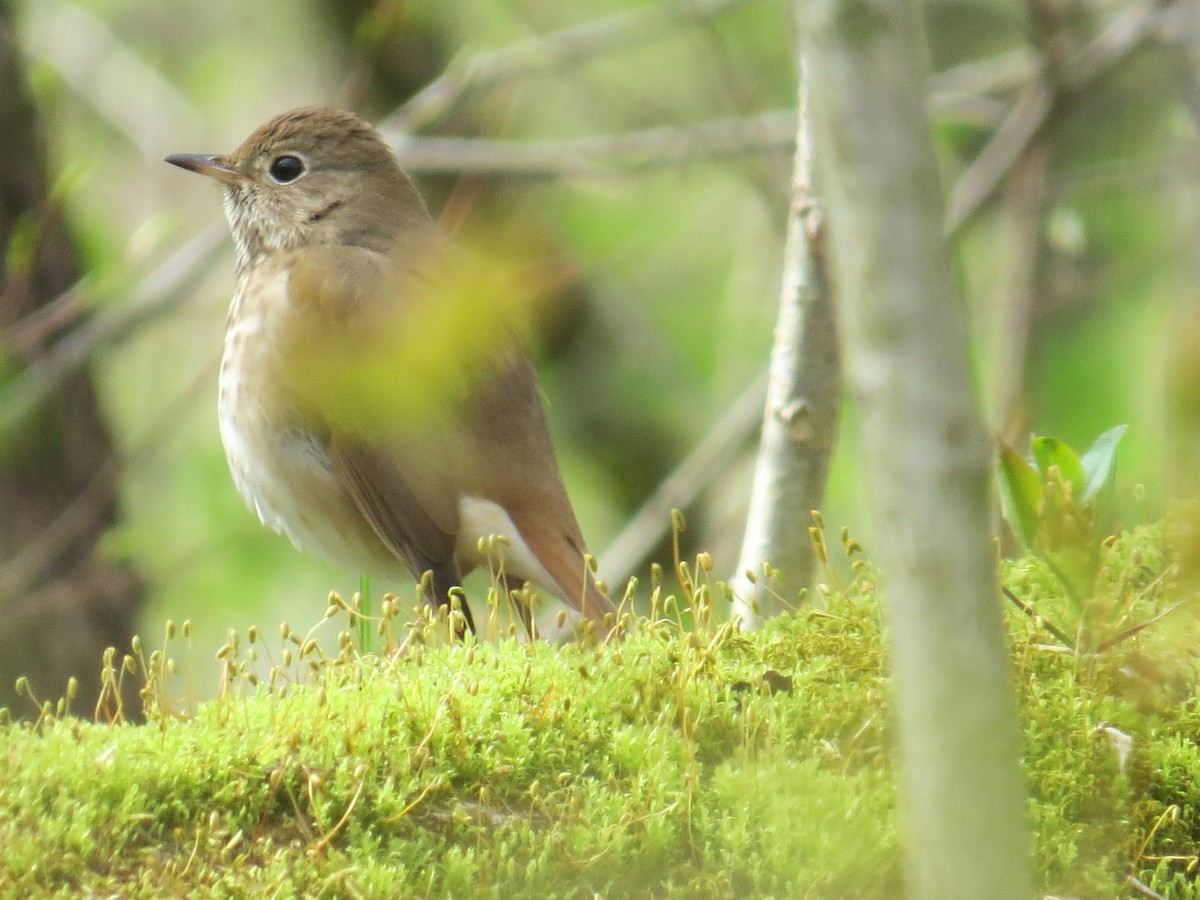 Hermit Thrush - ML442174031