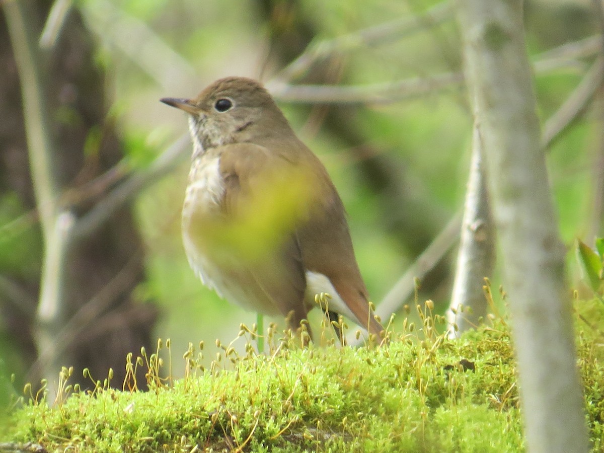 Hermit Thrush - ML442174091