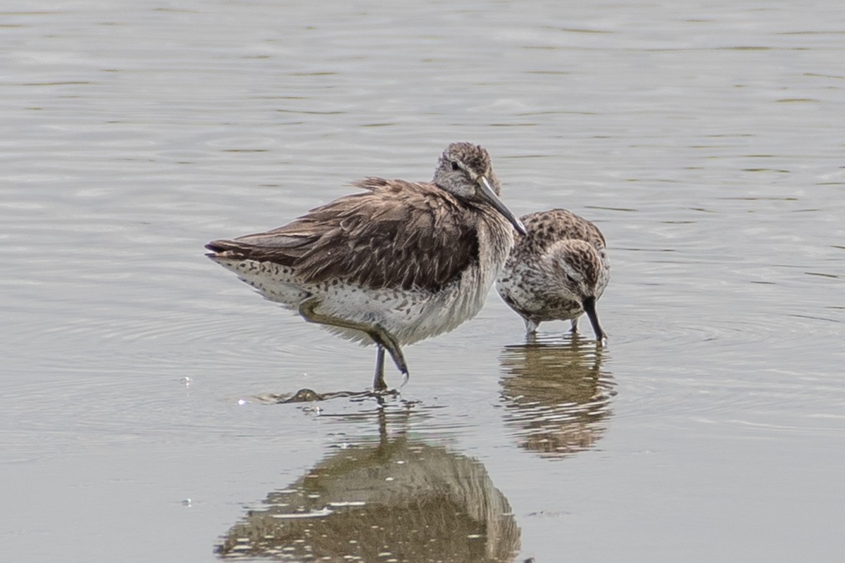 Long-billed Dowitcher - Ken Reichner