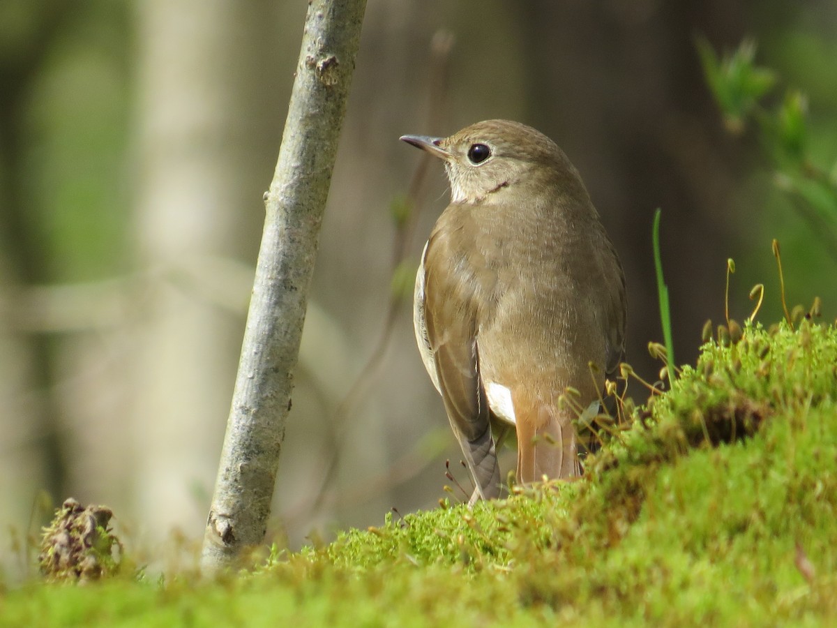 Hermit Thrush - ML442174171