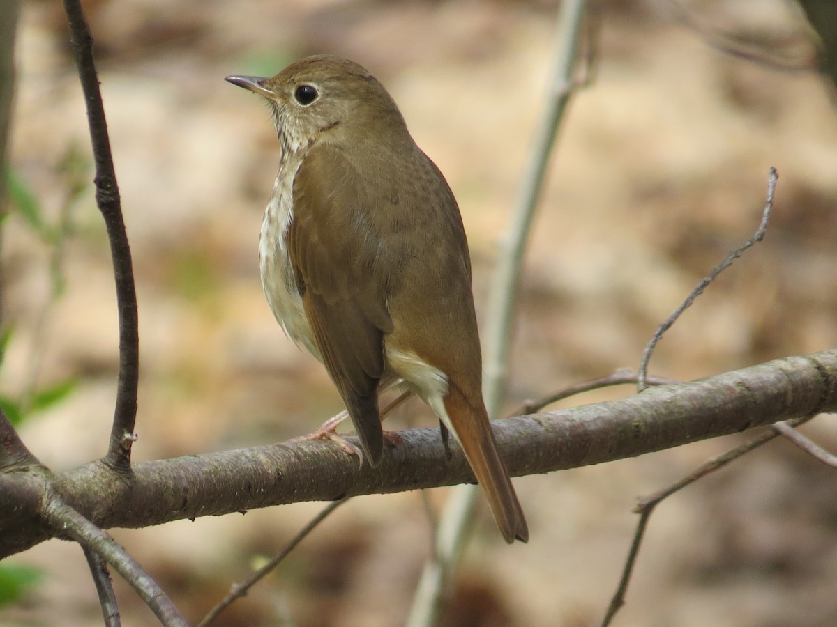 Hermit Thrush - ML442174431