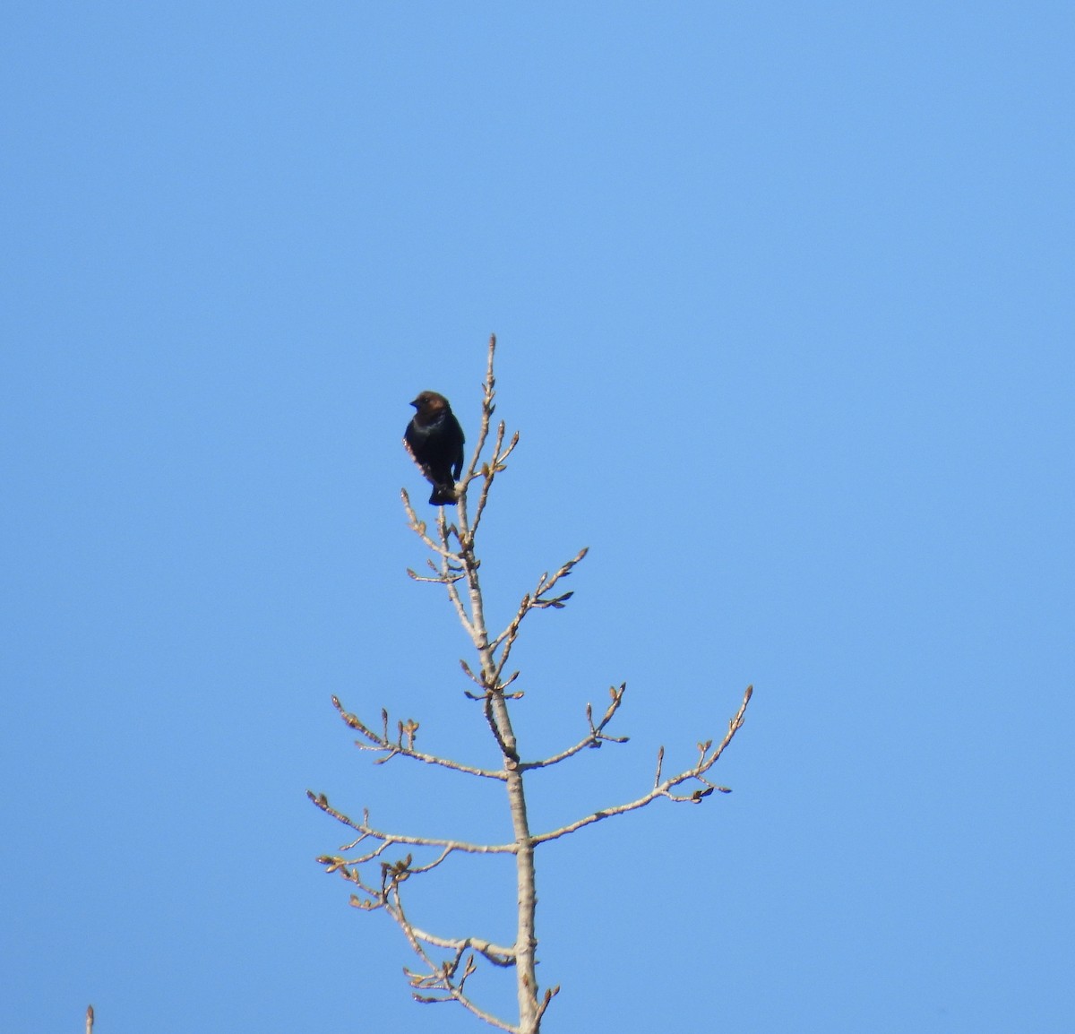 Brown-headed Cowbird - ML442174591