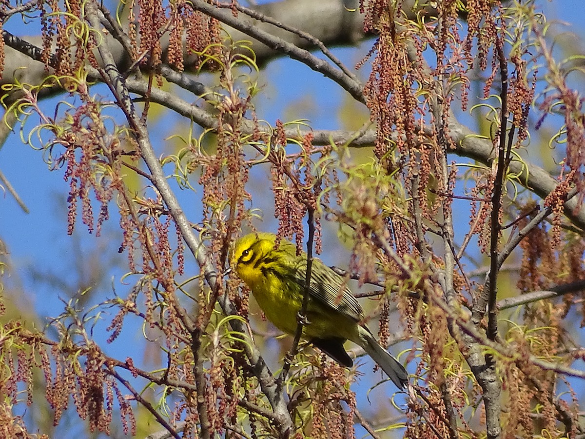 Prairie Warbler - Amy Simmons