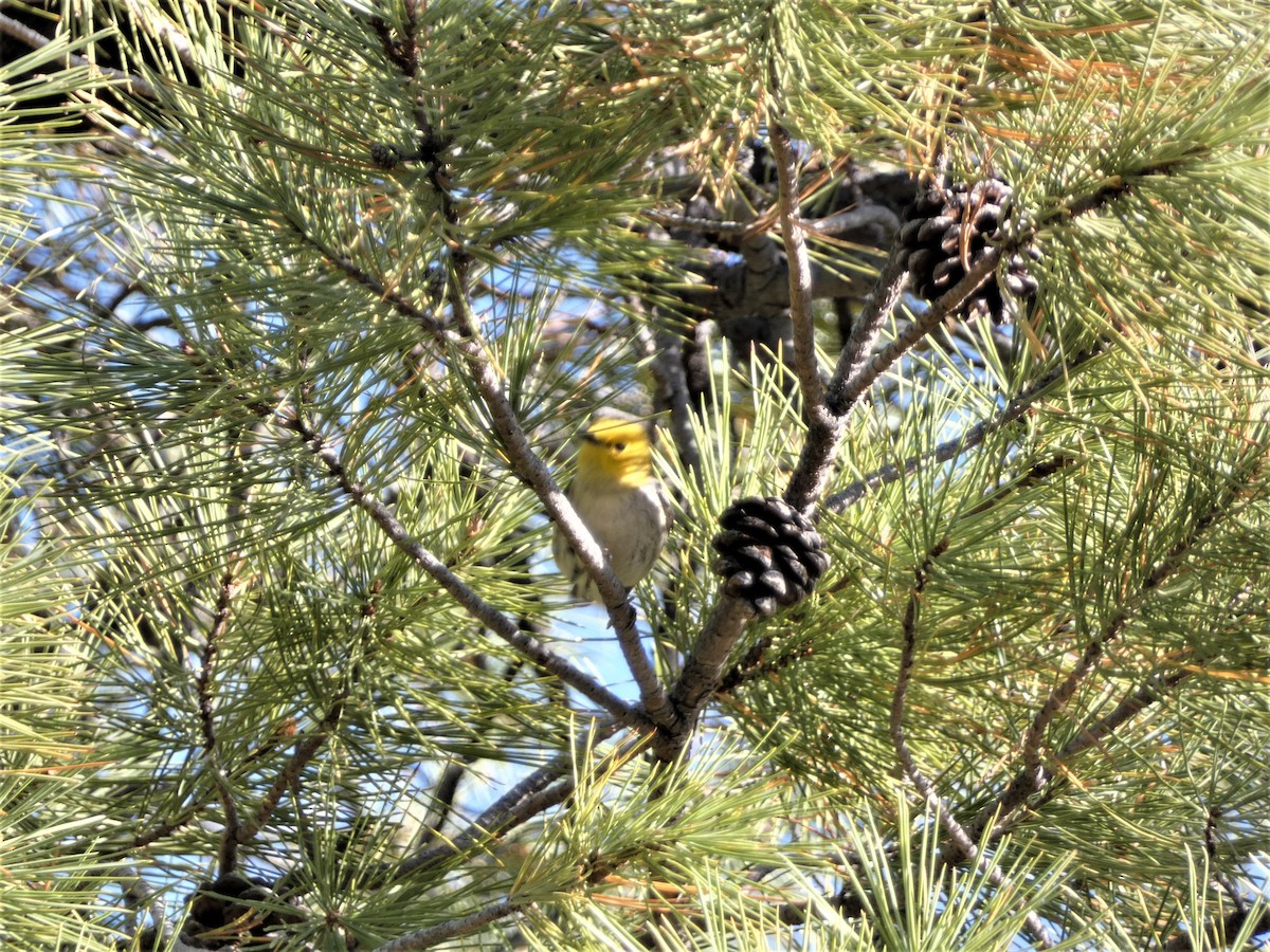 Paruline à tête jaune - ML442175701