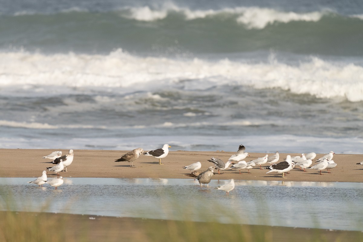 Brown-hooded Gull - Jorge Claudio Schlemmer