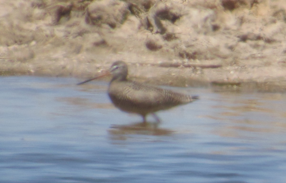 Marbled Godwit - ML442176981