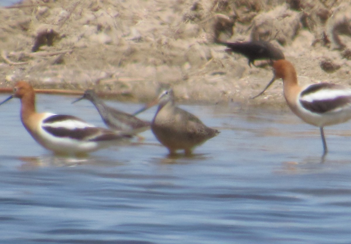 Marbled Godwit - ML442177161