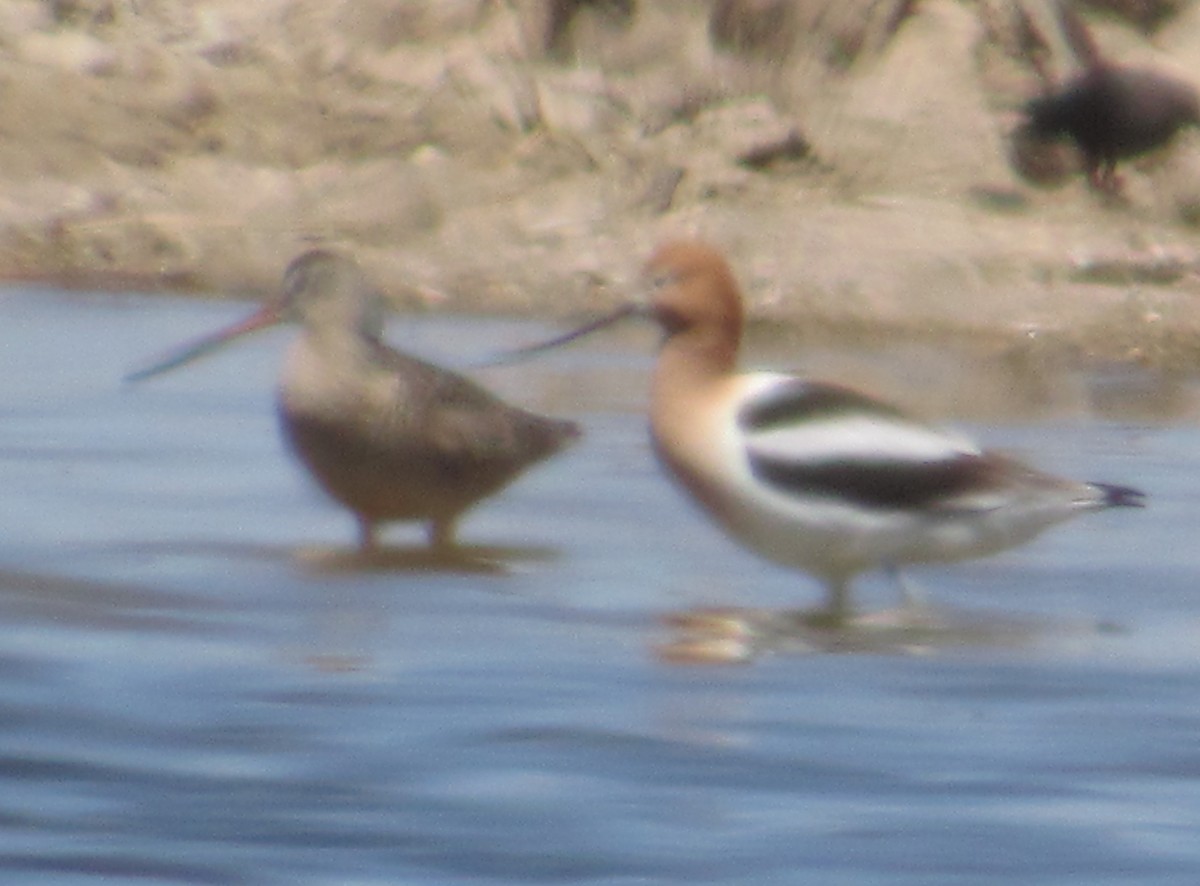 Marbled Godwit - ML442177321