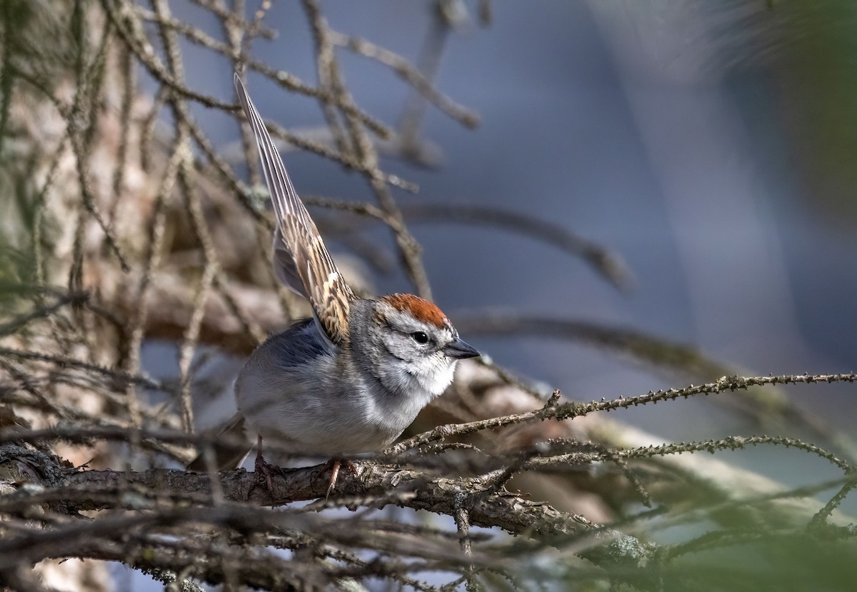 Chipping Sparrow - ML442177871