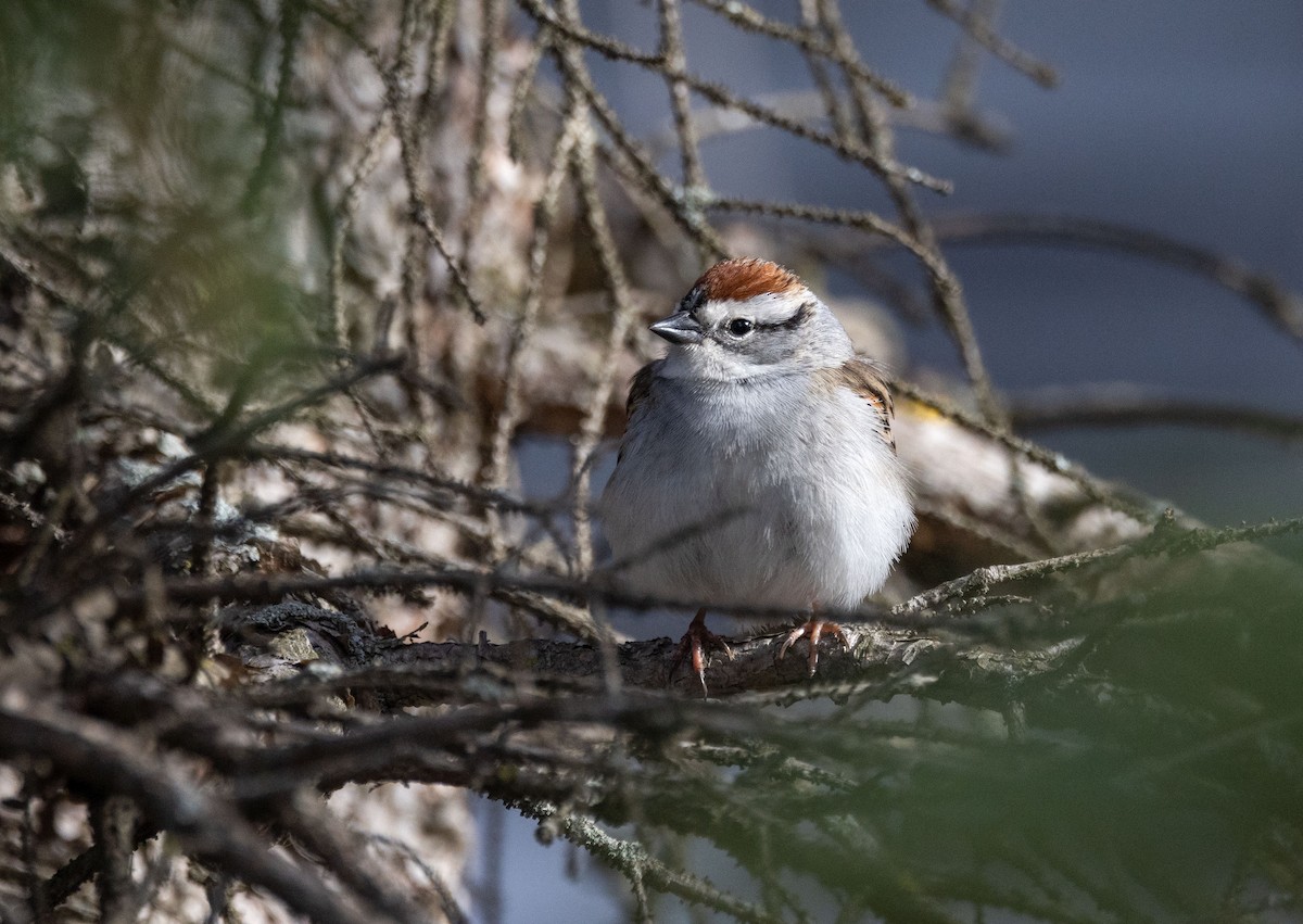 Chipping Sparrow - ML442177911