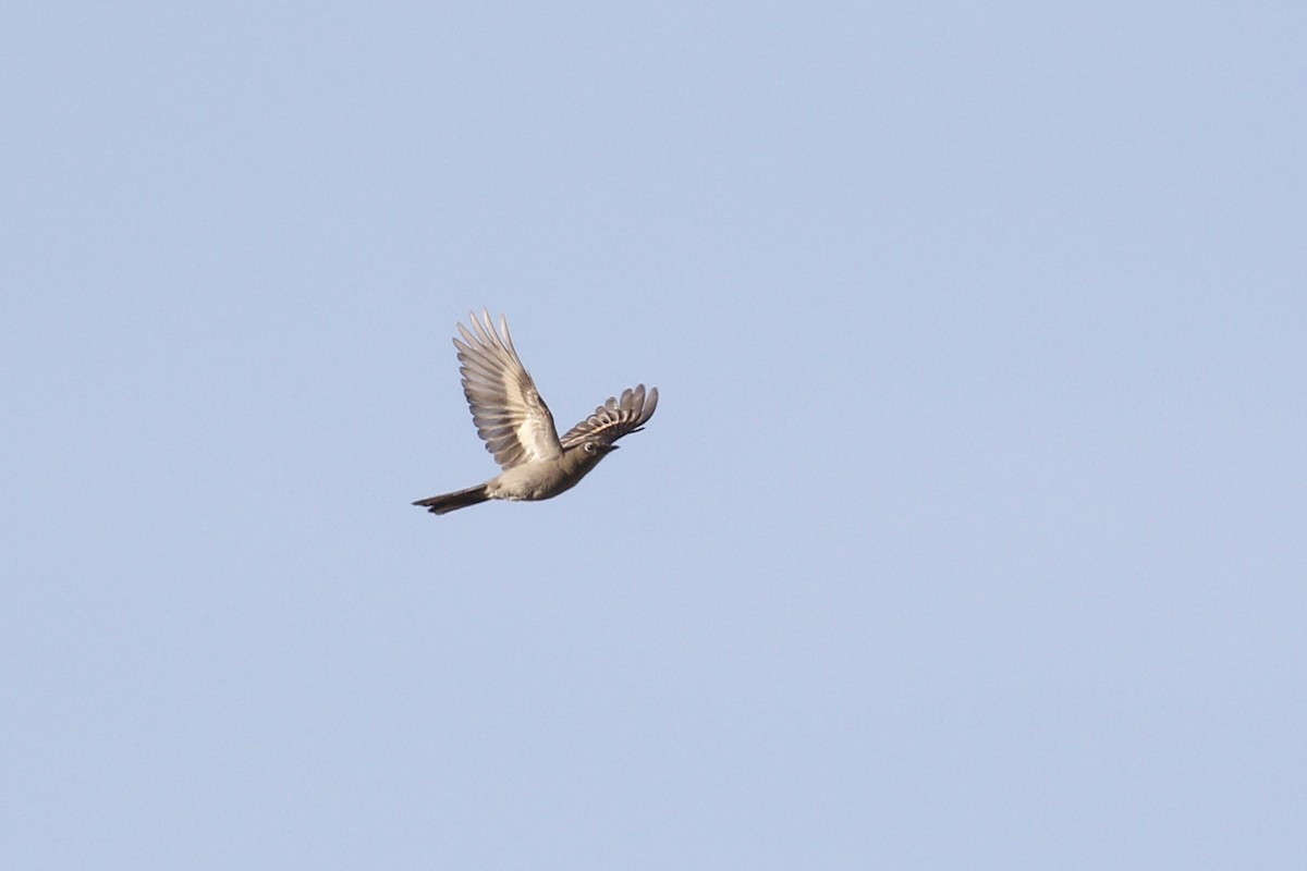 Townsend's Solitaire - ML442178311