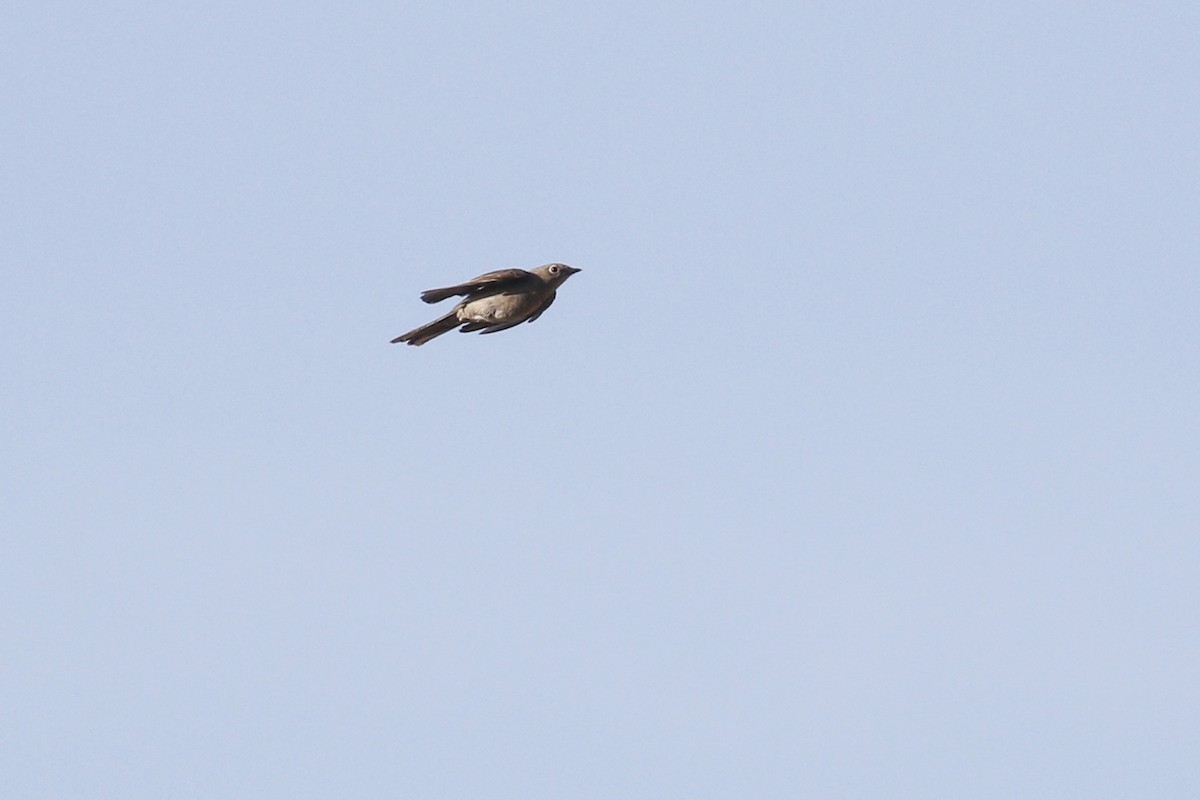 Townsend's Solitaire - Ted Keyel