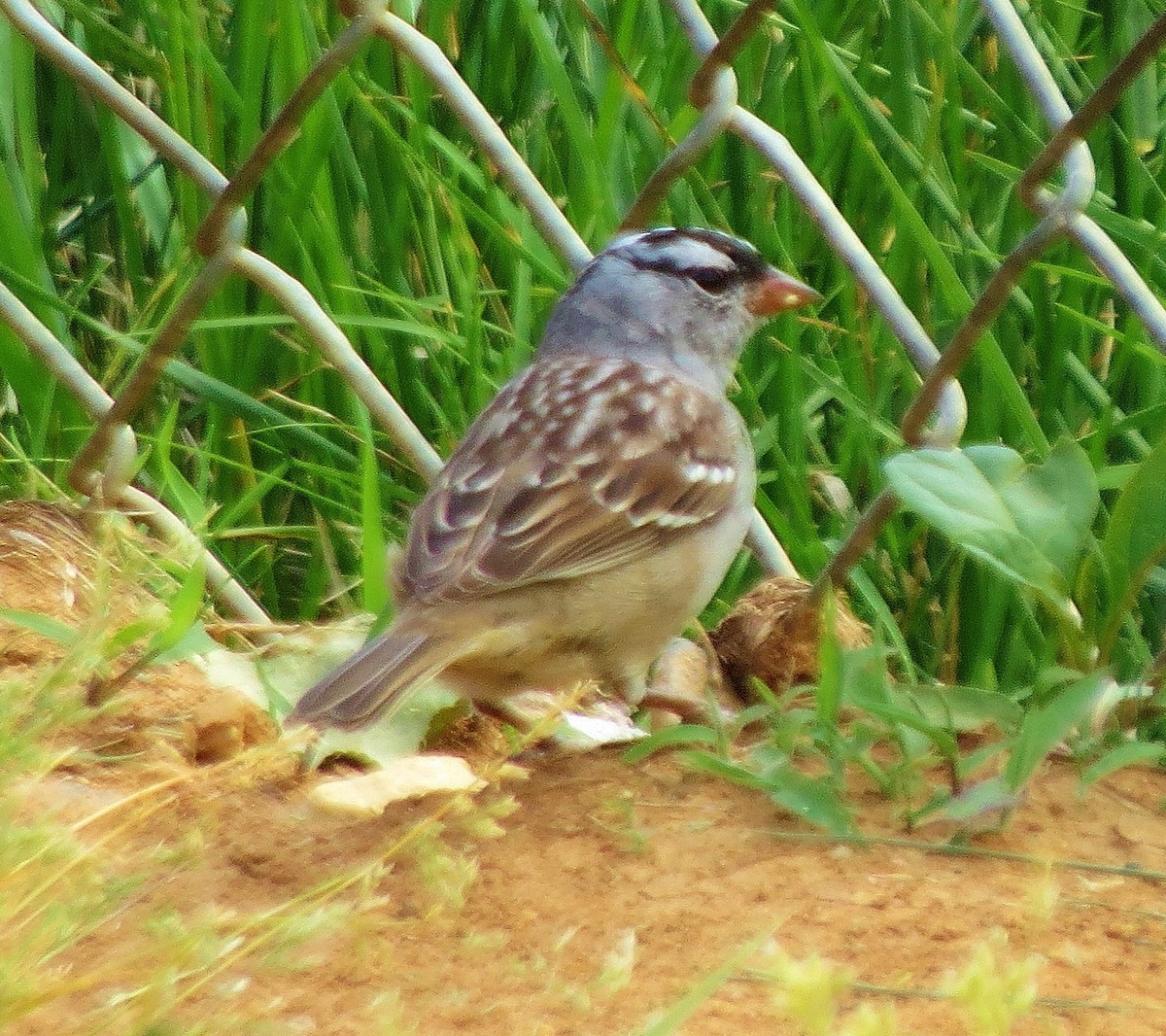 White-crowned Sparrow - ML442178591