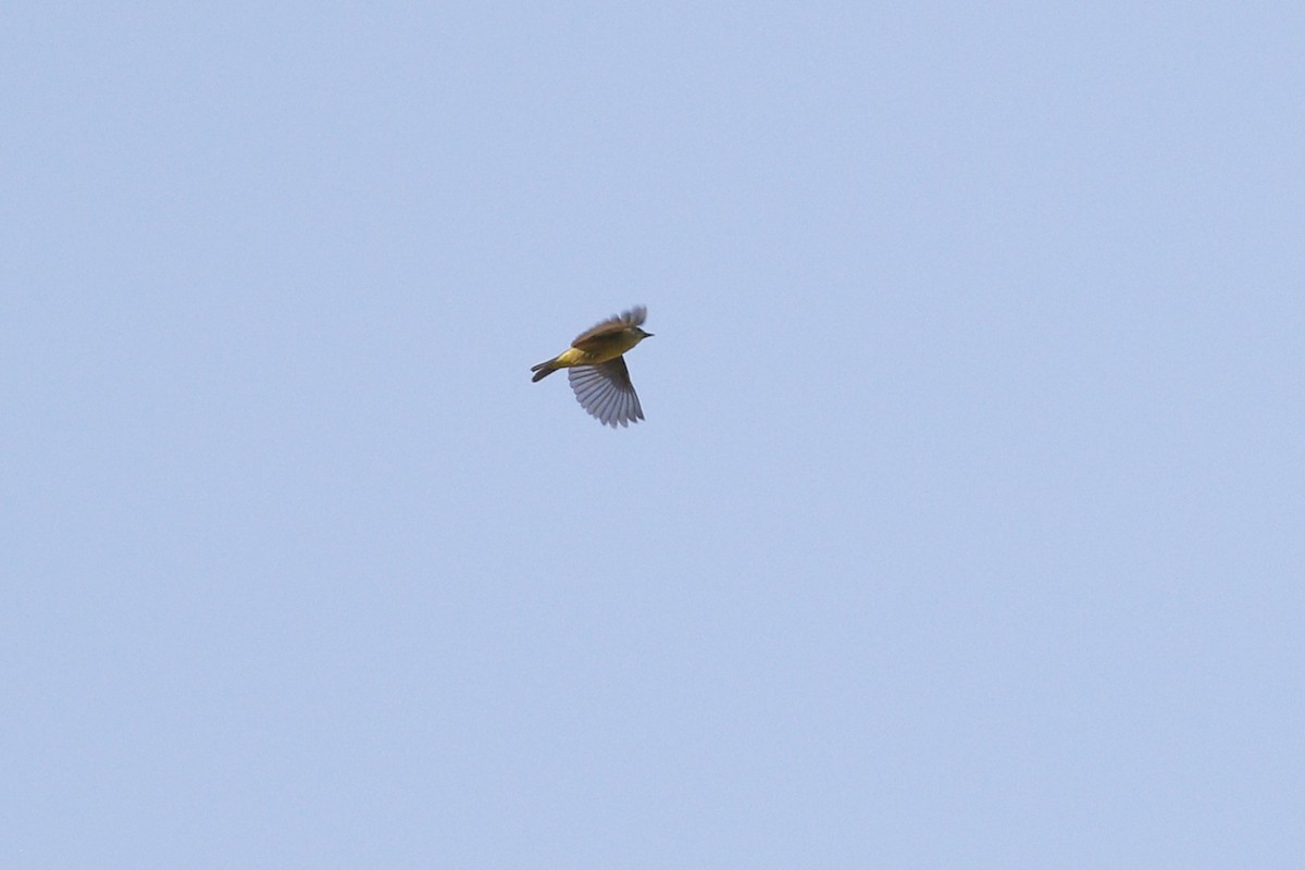 Orange-crowned Warbler - ML442179001