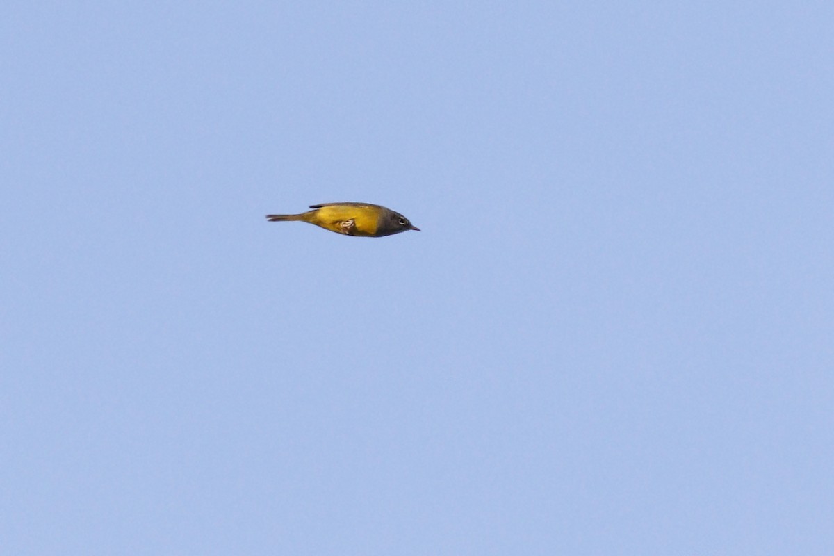 MacGillivray's Warbler - ML442179091