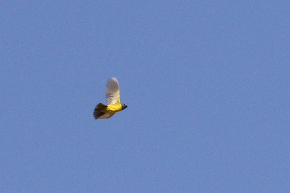 MacGillivray's Warbler - ML442179111