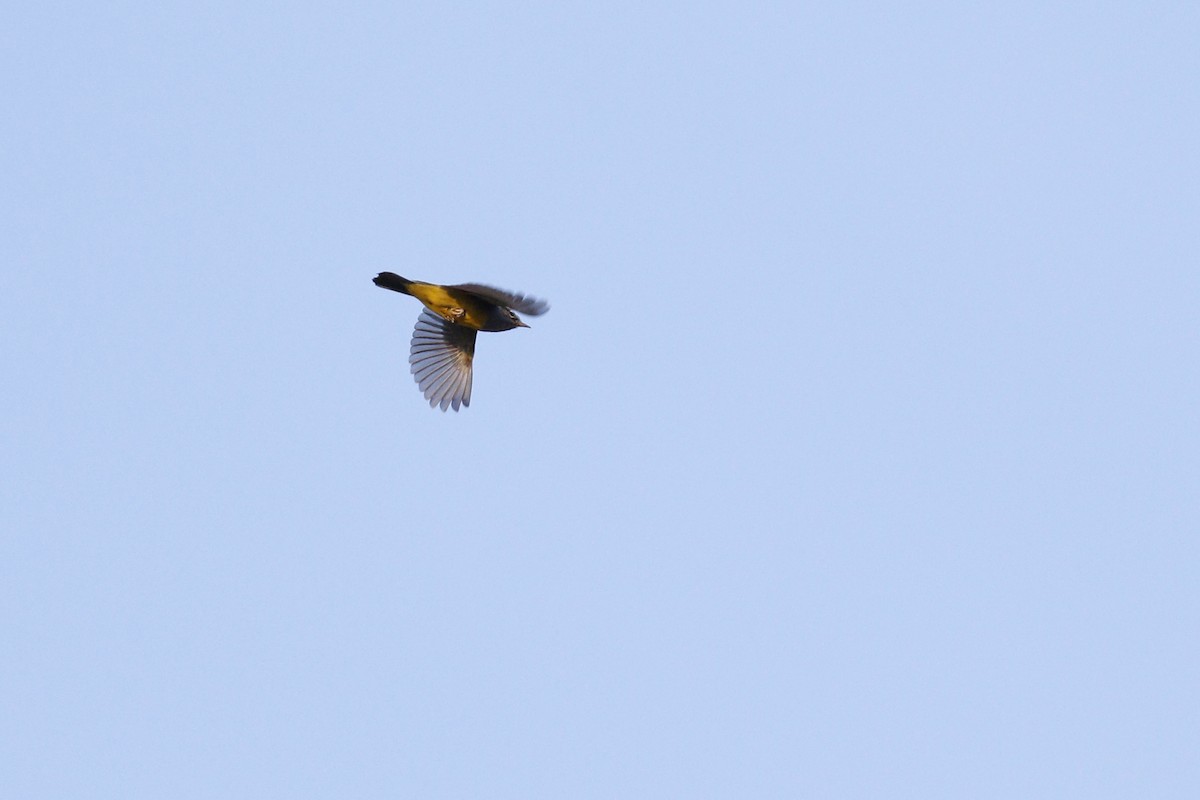 MacGillivray's Warbler - ML442179141