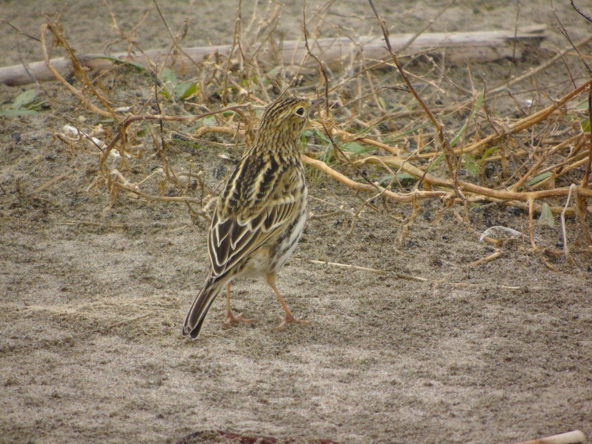 Correndera Pipit - ML442180001