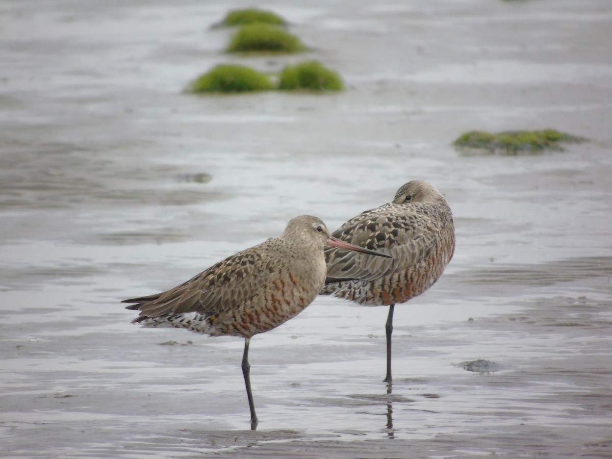 Hudsonian Godwit - ML442180341